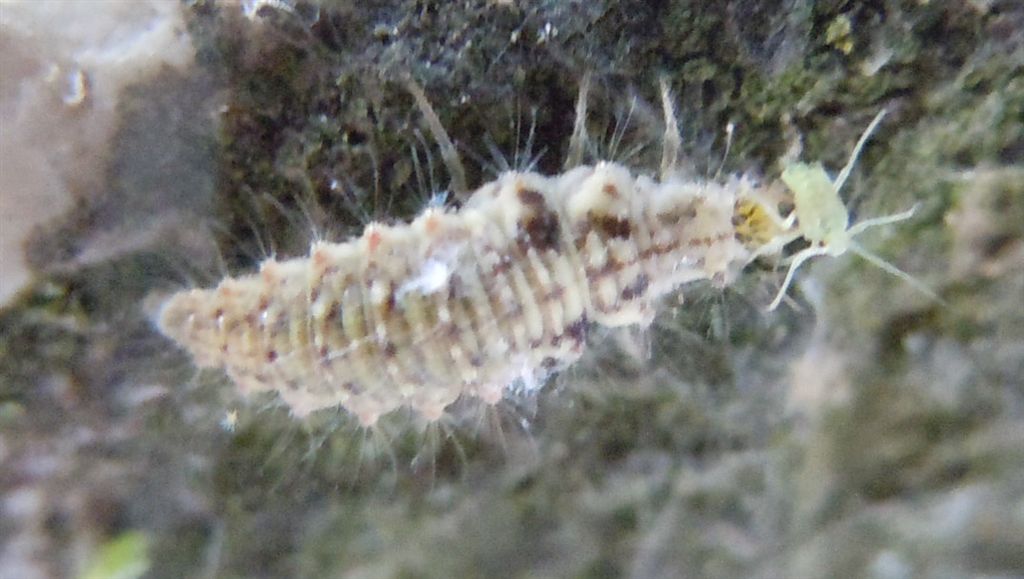 Larva predatrice di afidi - Chrysopa formosa